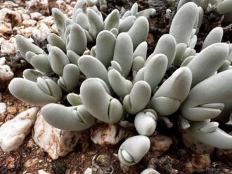Gibbaeum pubescens, conocido comúnmente como Pico de Tiburón