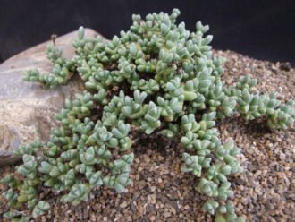 Antimima elevata aka Ruschia elevata