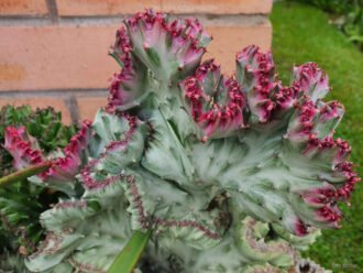 Euphorbia lactea 'White Ghost Cristata'