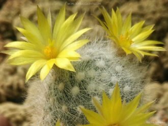 Mammillaria baumii