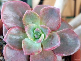 Graptoveria 'Mrs Richards' aka ×Graptoveria 'Gypsy'