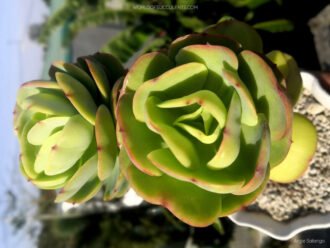 Echeveria 'Peach Pride'