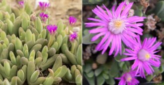 Gibbaeum angulipes (Mat Humpfig)
