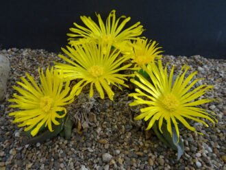 Glottiphyllum grandiflorum, comúnmente conocido como Grand Tonguefig