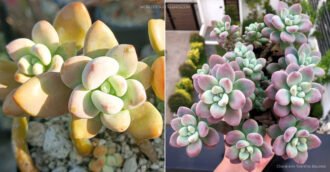 ×Graptosedum 'Miul'