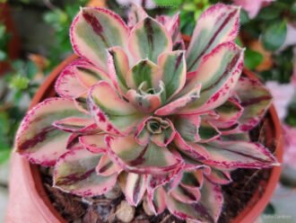Aeonium 'Marnier-Lapostolle Variegatum'