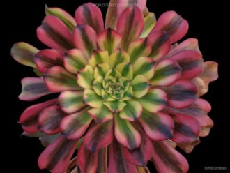 Aeonium 'Venus'