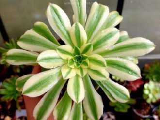 Aeonium arboreum 'Albovariegatum' aka Aeonium 'Albovariegatum'