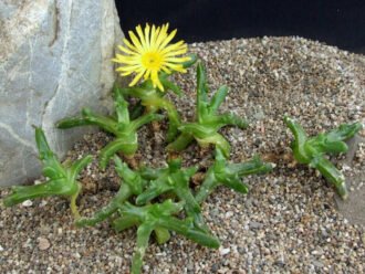 Glottiphyllum difforme