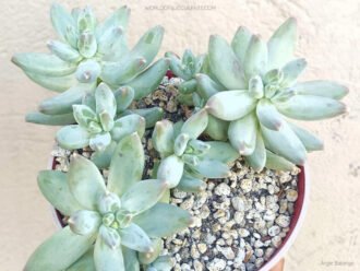 Pachyphytum 'Moonsilver'