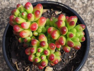 Sedum 'Jaspa'