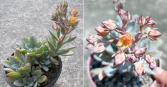 ×Graptoveria 'Decairn'