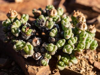 Antimima pumila