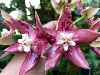 Hoya imperialis, comúnmente conocida como Hoya Imperial