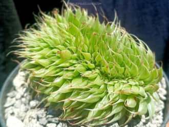 Graptoveria 'Silver Star Cristata'