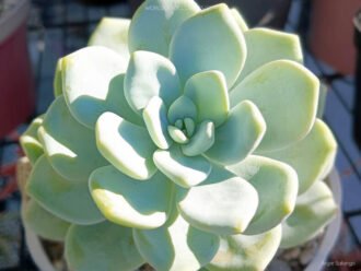 Sedeveria 'Maxwell'