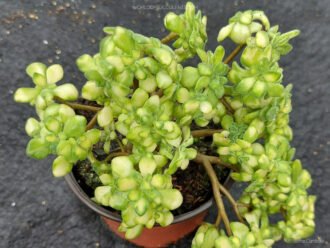 Aichryson tortuosum subsp. bethencourtianum 'Variegatum' aka Aichryson bethencourtianum 'Variegatum', a menudo vendida como Aeonium lindleyi 'Variegatum'