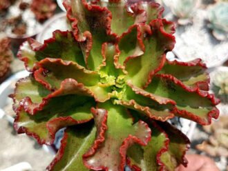 Echeveria 'Tori'