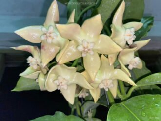 Hoya imperialis 'Palawan'