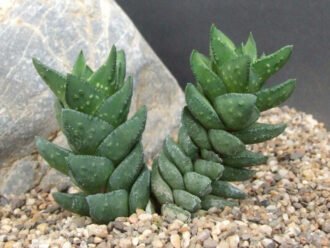 Astroloba bullulata (Roggeveld Astroloba)