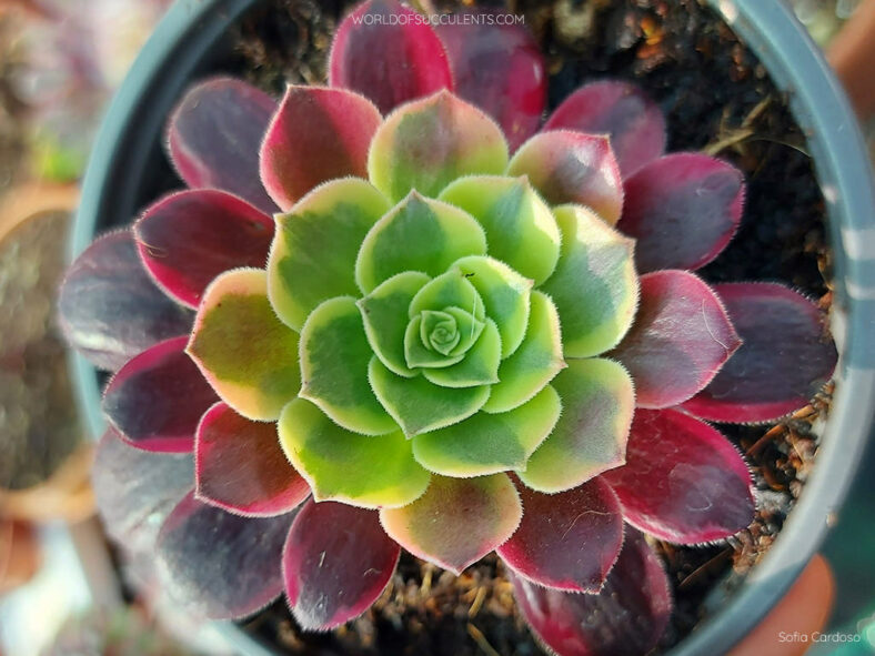 Aeonium 'Canary'