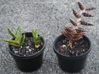 Aloe arenicola (Sand Aloe)