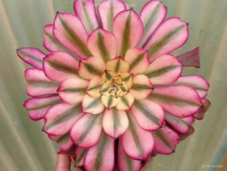 Aeonium 'Hongyan'