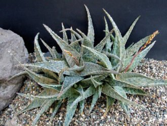 Aloe 'Silver Ridge'