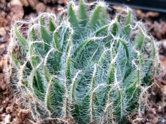 Haworthia arachnoidea var. setata aka Haworthia setata