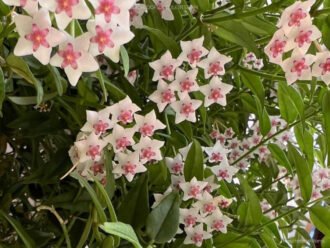 Hoya bella (Beautiful Hoya)