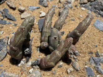 Euphorbia stapelioides