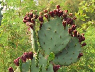 Opuntia dillenii (Dillen's Prickly Pear)