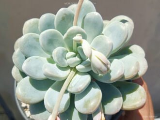 Pachyveria 'Muelleri'