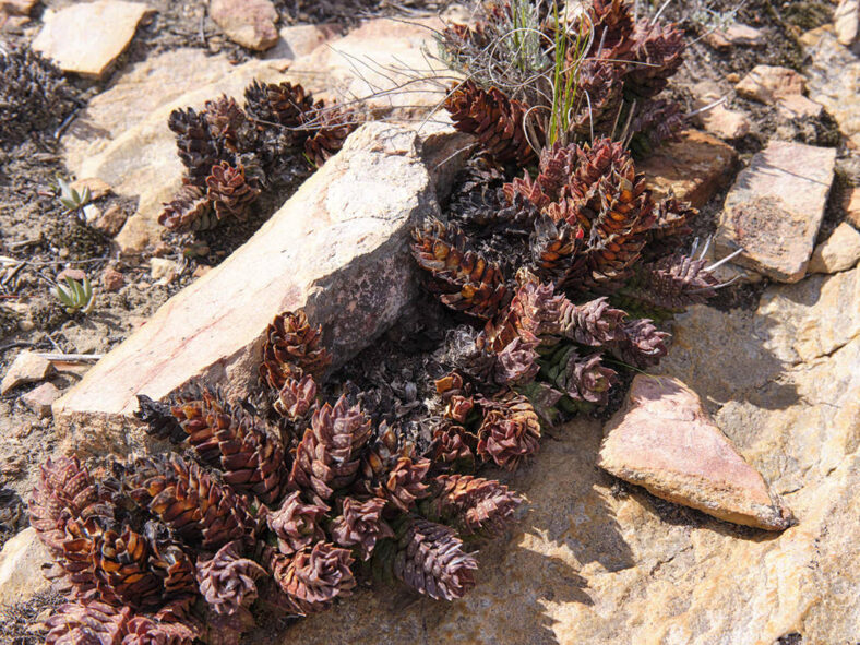 Astroloba cremnophila (Cliff Astroloba)