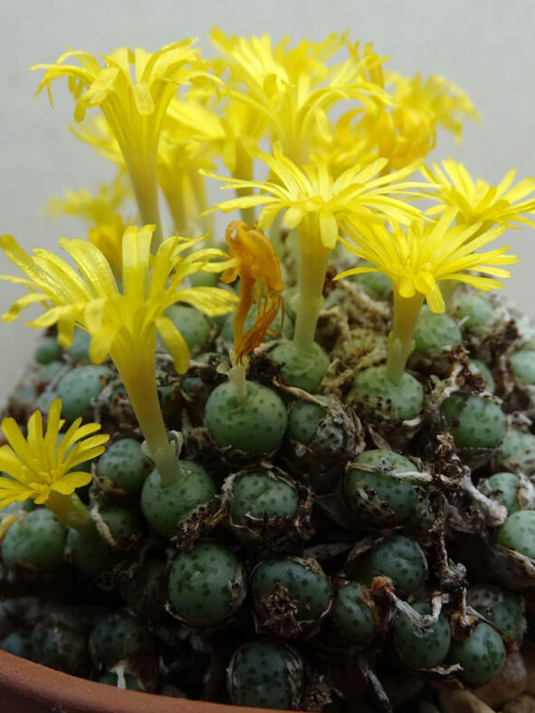 Conophytum flavum subsp. novicium