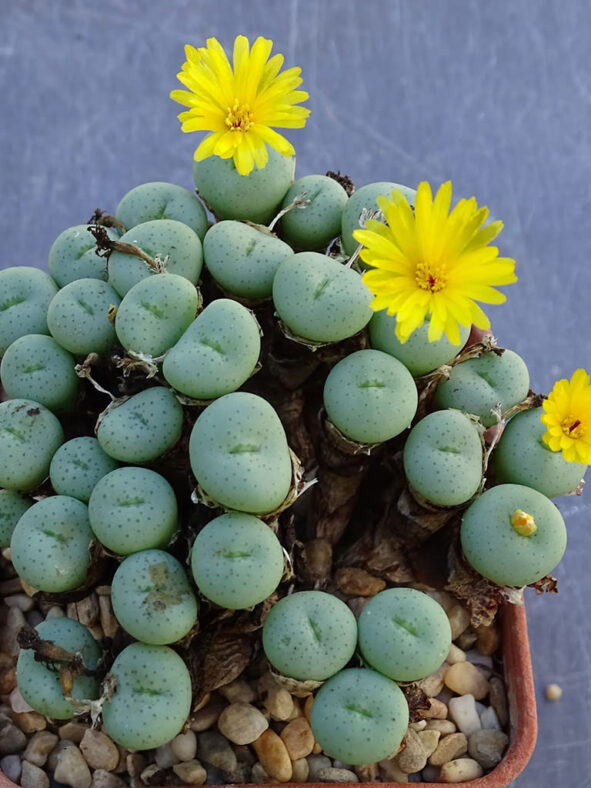 Conophytum flavum subsp. novicium