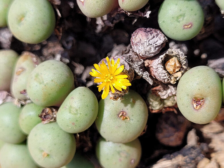 Conophytum flavum subsp. novicium