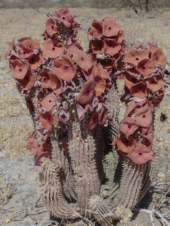 Hoodia currorii subsp. lugardii