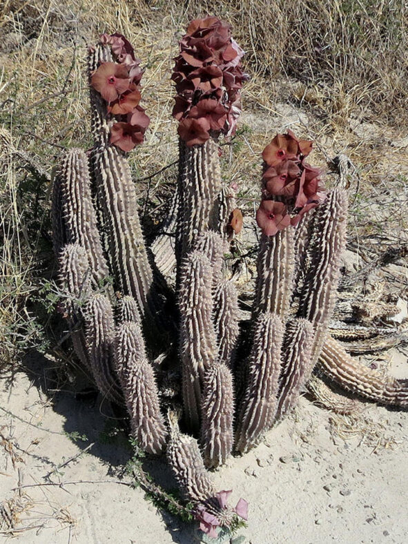 Hoodia currorii subsp. lugardii