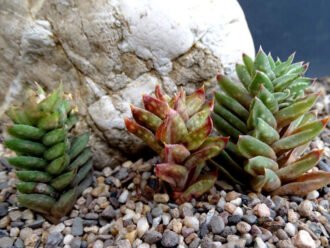 Astroloba cremnophila (Cliff Astroloba)