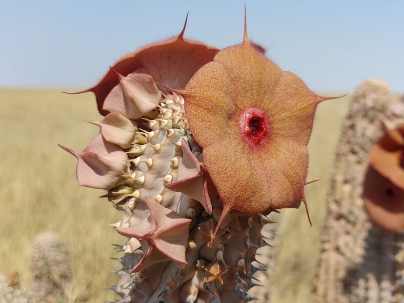 Hoodia currorii subsp. lugardii