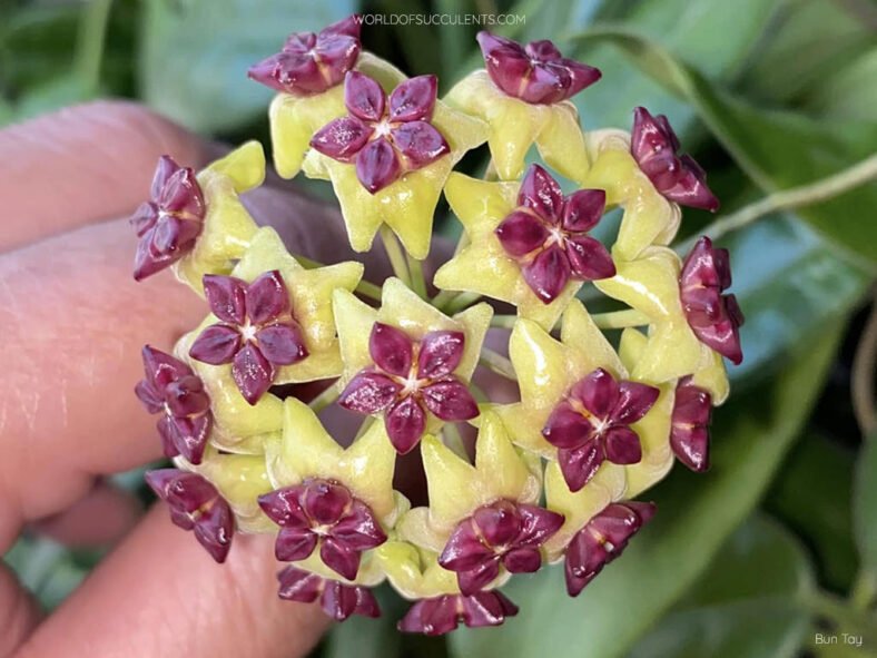 Hoya cinnamomifolia