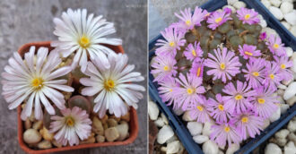Conophytum lydiae