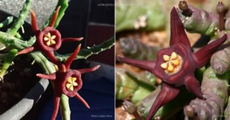 Duvalia immaculata