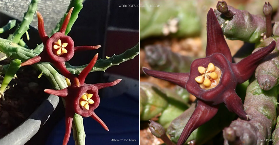 Duvalia immaculata