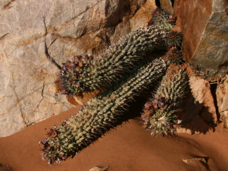 Hoodia officinalis subsp. delaetiana