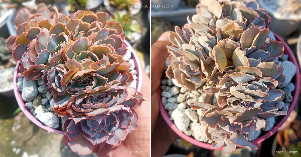 Echeveria shaviana 'Pink Frills Crested'