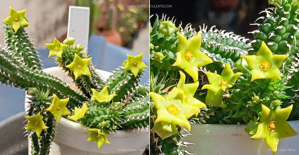 Echidnopsis chrysantha