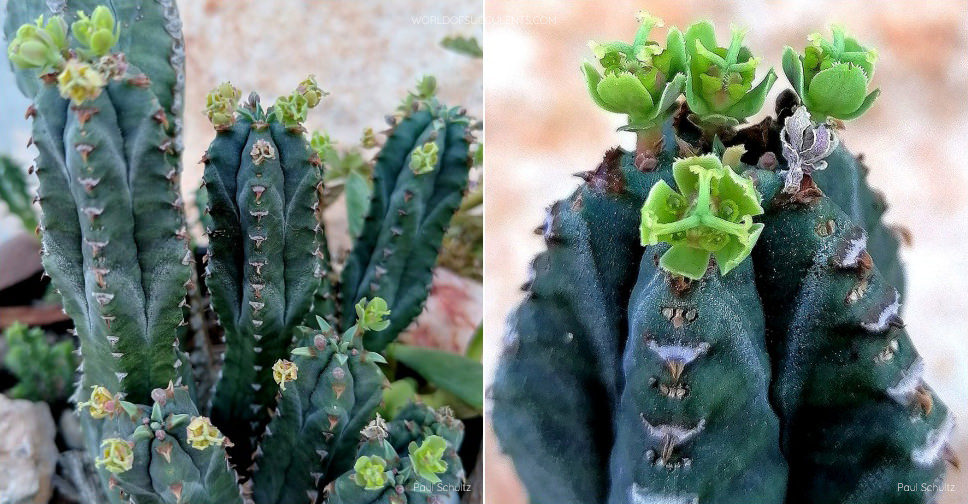 Euphorbia jansenvillensis