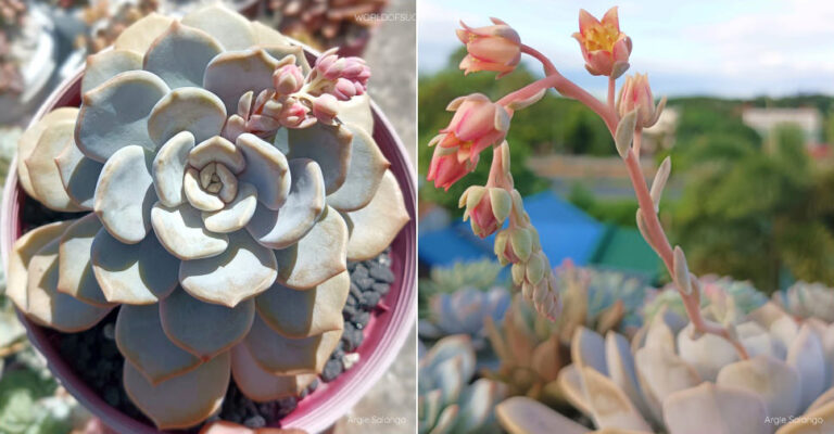 ×Graptoveria 'Tiramisu'